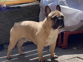 French Bulldog