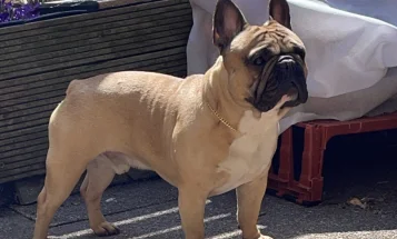 French Bulldog