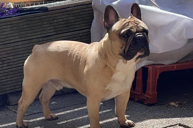 French Bulldog