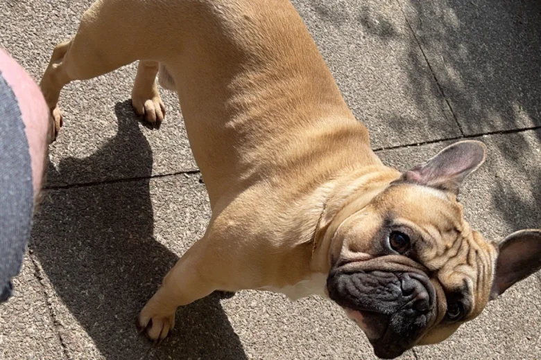 French Bulldog