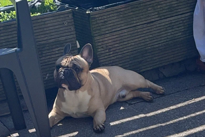 French Bulldog