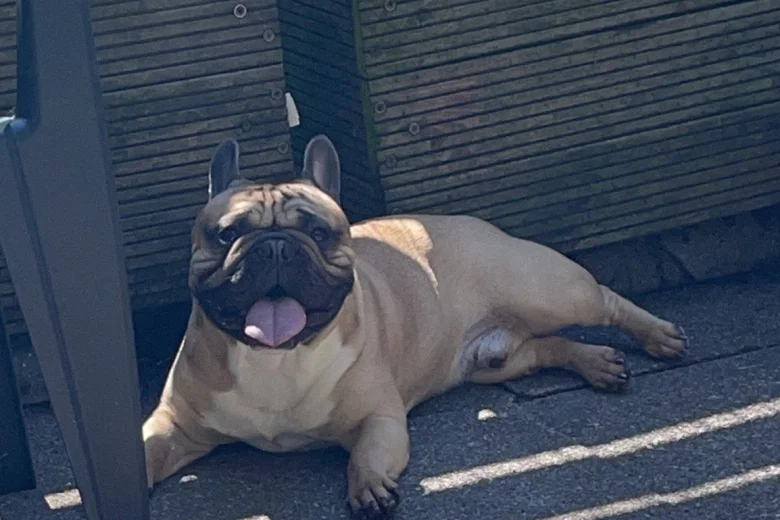 French Bulldog