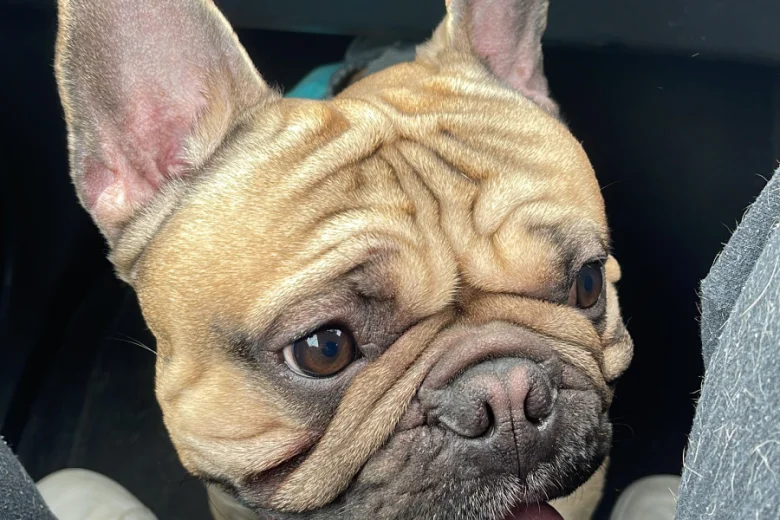 French Bulldog