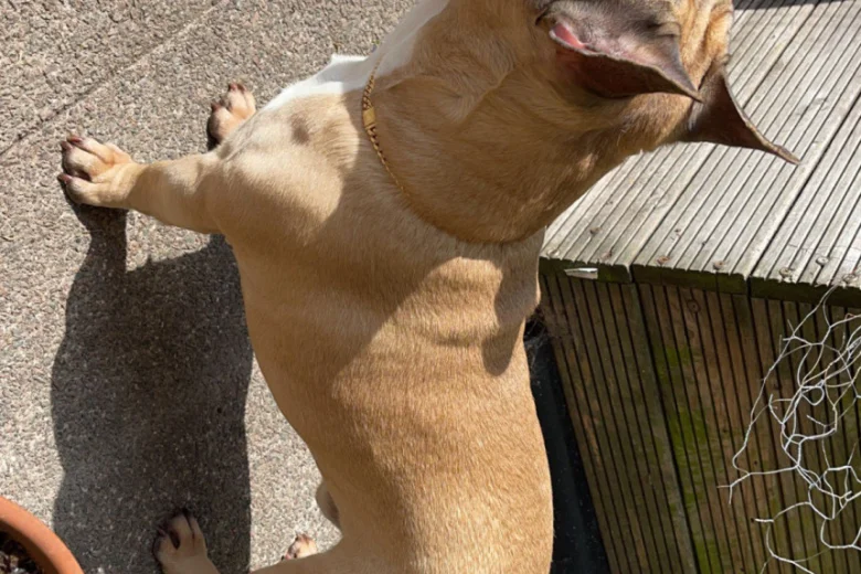 French Bulldog