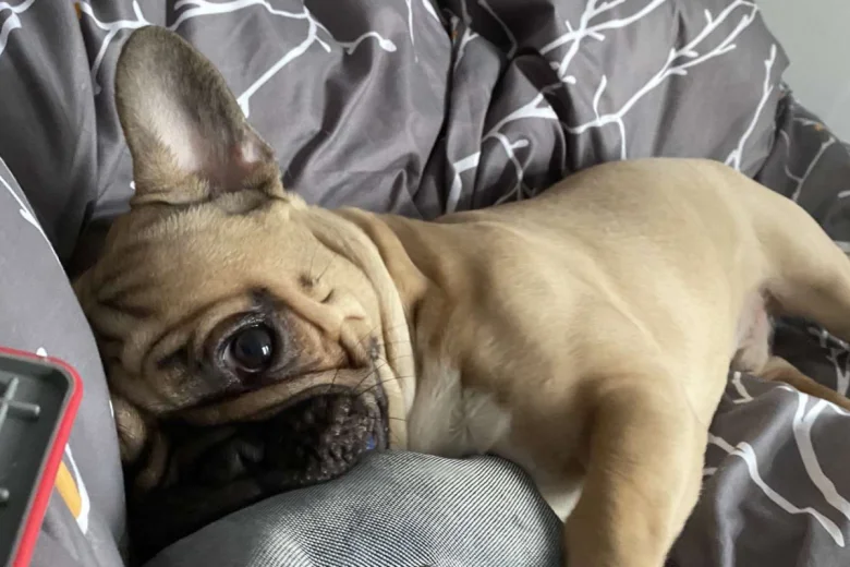 French Bulldog