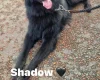 German Shepherd (Alsatian)