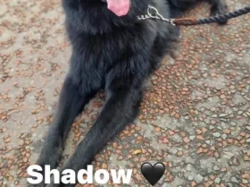 German Shepherd (Alsatian)