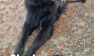 German Shepherd (Alsatian)