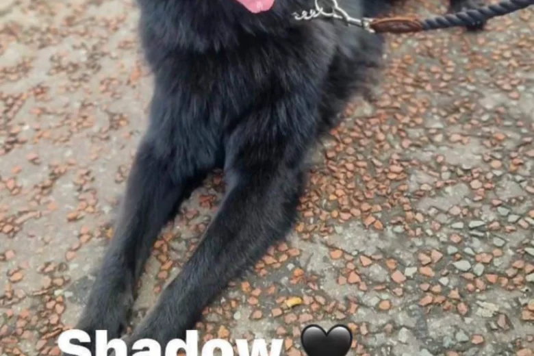 German Shepherd (Alsatian)