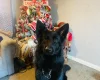 German Shepherd (Alsatian)