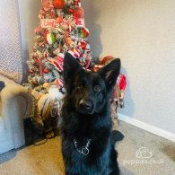 German Shepherd (Alsatian)