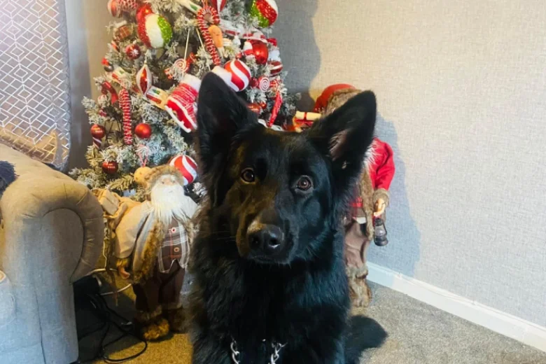 German Shepherd (Alsatian)
