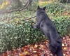 German Shepherd (Alsatian)