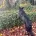 German Shepherd (Alsatian)