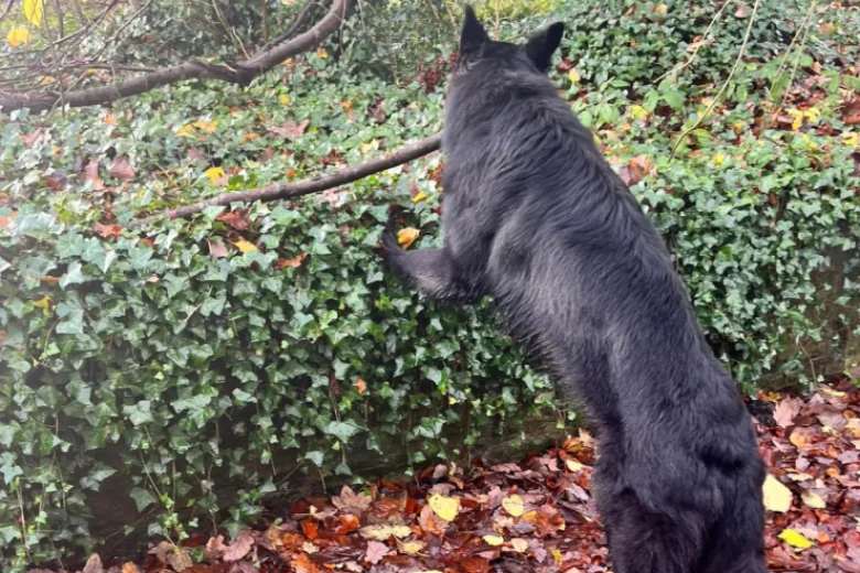 German Shepherd (Alsatian)
