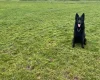 German Shepherd (Alsatian)
