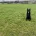 German Shepherd (Alsatian)