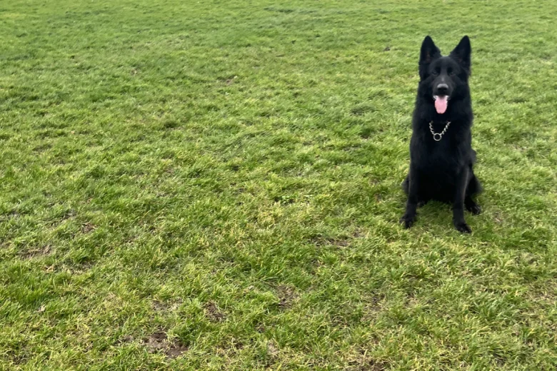 German Shepherd (Alsatian)