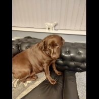 Labrador Retriever - Both