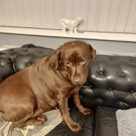 Labrador Retriever - Both