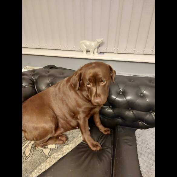 Labrador Retriever - Both