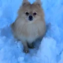 Pomeranian