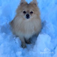 Pomeranian