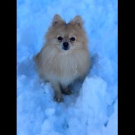 Pomeranian