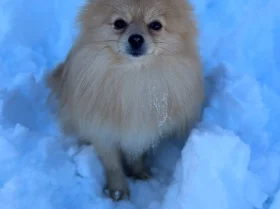 Pomeranian