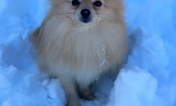 Pomeranian