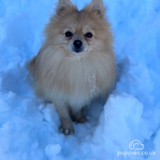 Pomeranian