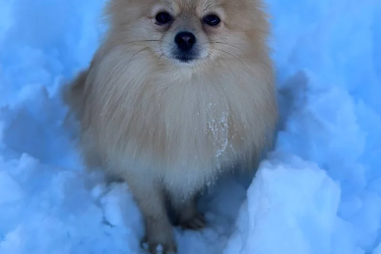 Pomeranian