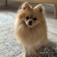 Pomeranian