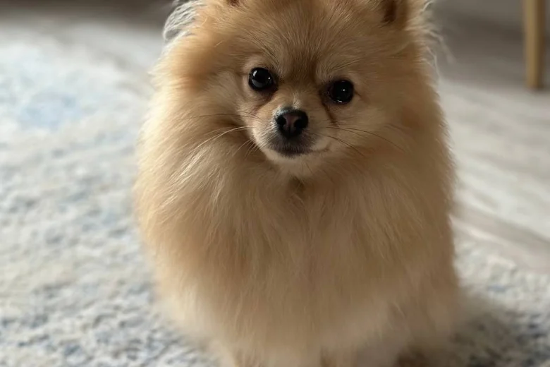 Pomeranian