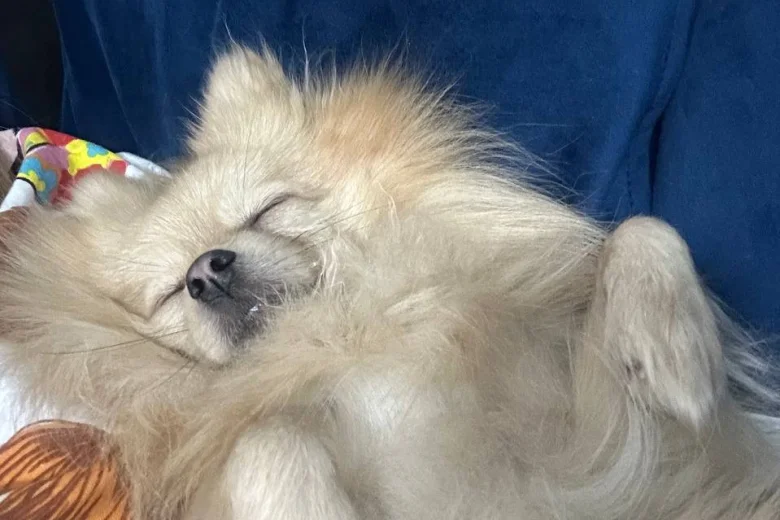 Pomeranian