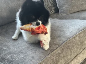 Pomeranian