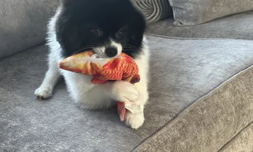 Pomeranian