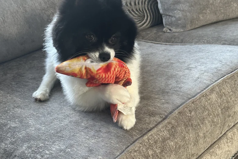 Pomeranian