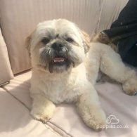 Shih Tzu