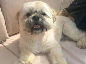 Shih Tzu