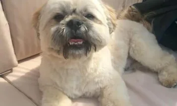 Shih Tzu