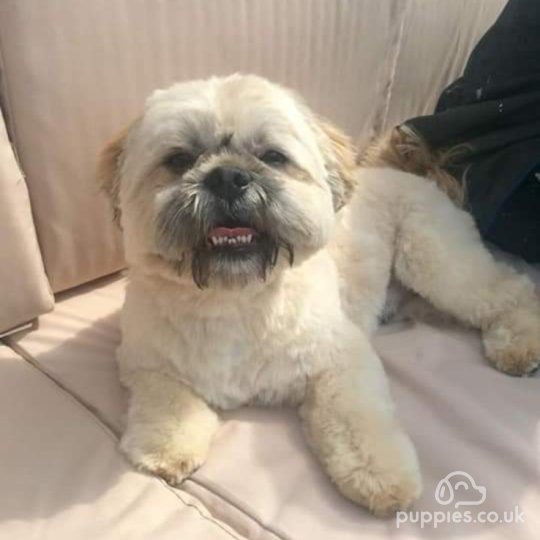 Shih Tzu