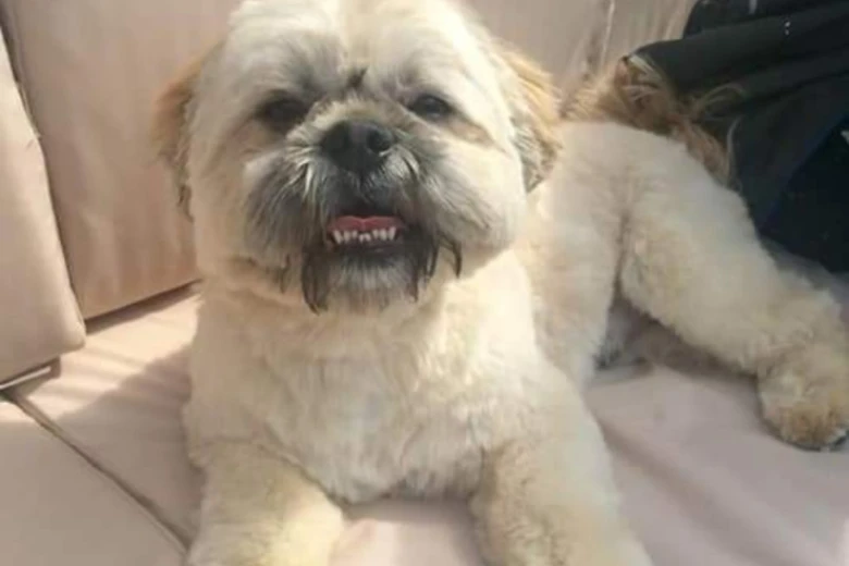 Shih Tzu