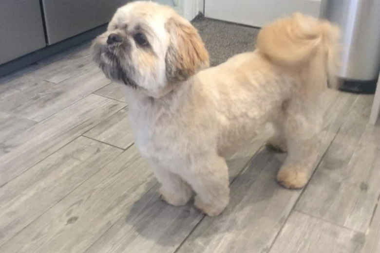 Shih Tzu