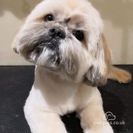 Shih Tzu