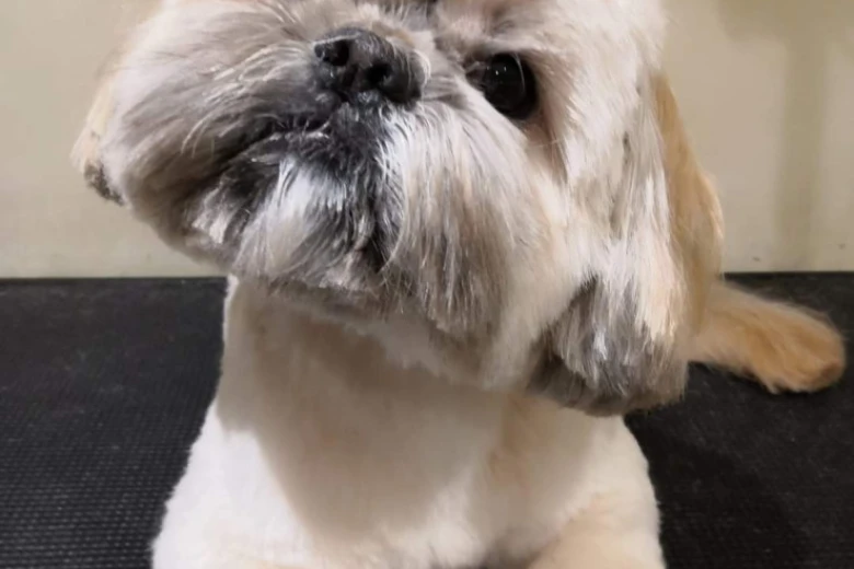 Shih Tzu