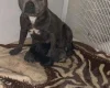 Staffordshire Bull Terrier