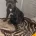 Staffordshire Bull Terrier