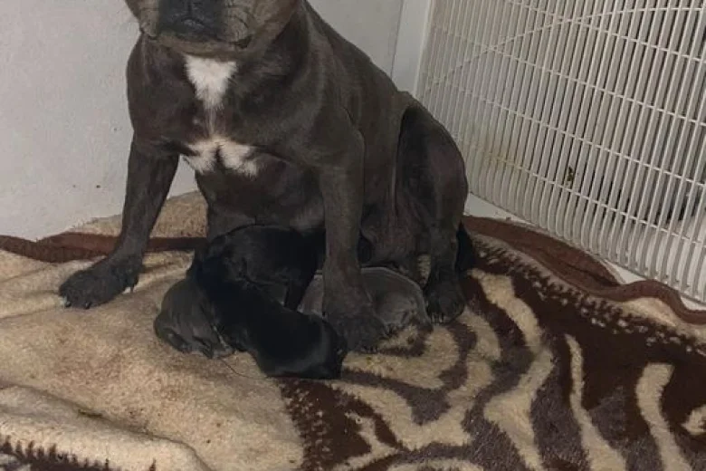 Staffordshire Bull Terrier