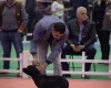 Staffordshire Bull Terrier